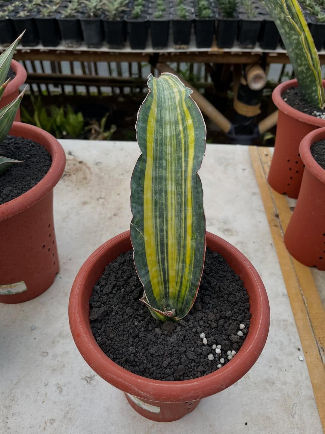 Sansevieria Dragon King - Etsy