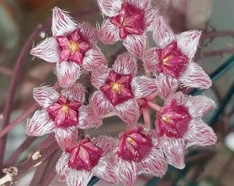 Hoya Sulawesiana - plant voor binnen en buiten aroid tropische kamerplant nieuwe plant