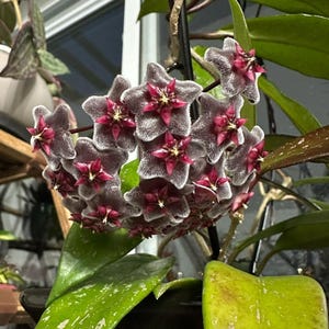 Hoya royal hawaiian purple - Etsy 日本