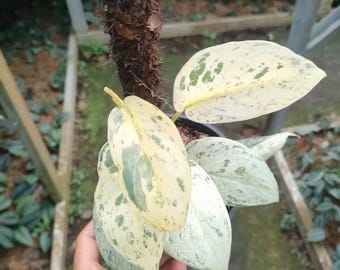 Scindapsusmarmer bonte zeldzame sierplant