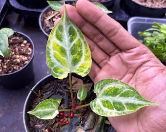 Anthurium mukhlist x papi variegated indoor & outdoor plant aroid tropical house plant new plant