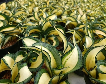 Sansevieria Tornado 4pot (ALL PLANTS Require You to Purchase 2 Plants!) -  Etsy Canada