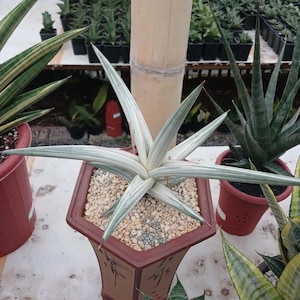 Sansevieria Bella Platinum - Etsy