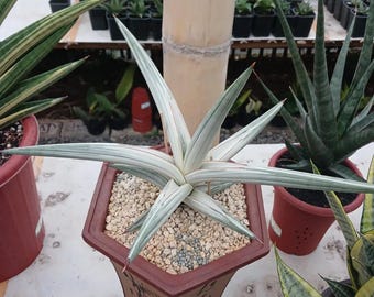 Sansevieria Bella platinawitte slangenplant - plant voor binnen en buiten aroid tropische kamerplant nieuwe plant