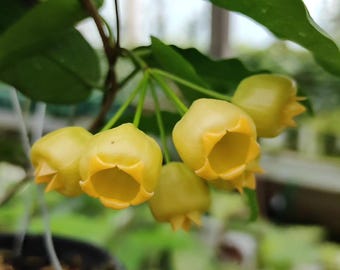 Hoya Inflata Planta tropical Hoya en flor