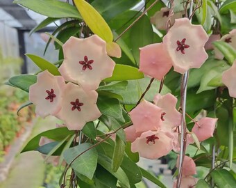 Hoya Patela Roze binnen- en buitenplant aroid tropische kamerplant nieuwe plant