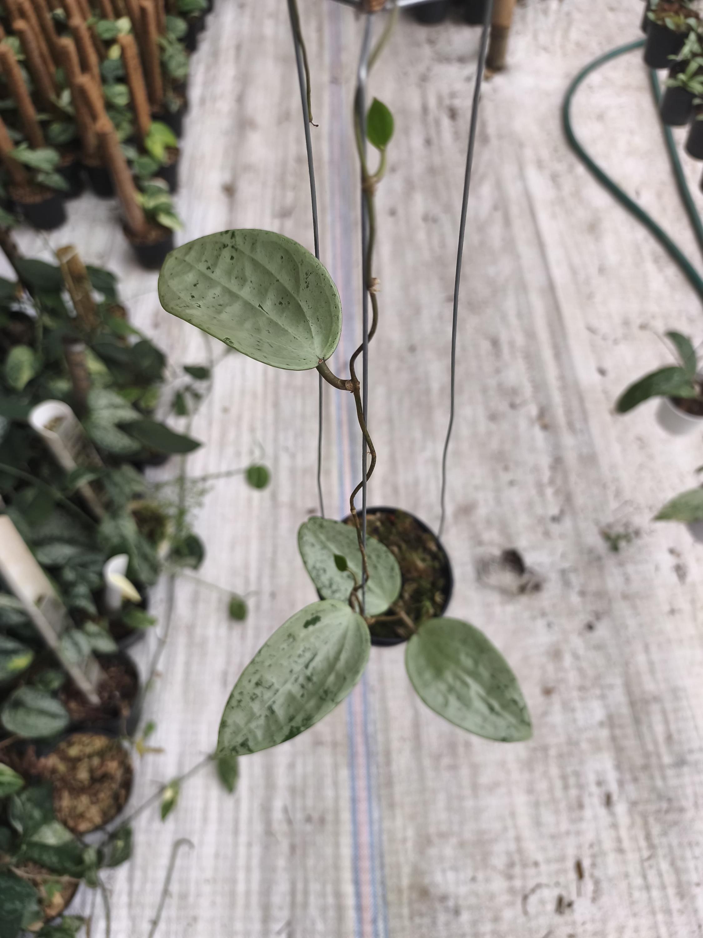 Hoya glabra - Etsy 日本