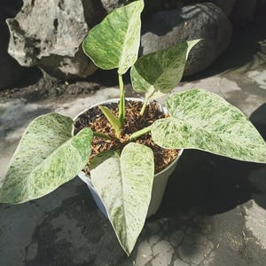 Anthurium Giganteum - Etsy