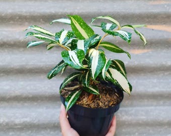 Dracaena-melkwegslangplant - plant voor binnen en buiten aroid tropische kamerplant nieuwe plant