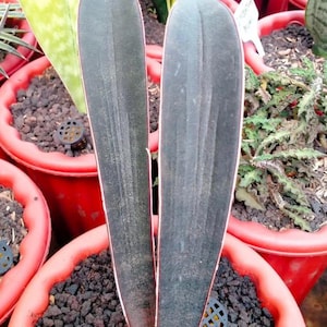 Sansevieria Hallii Bat - Etsy