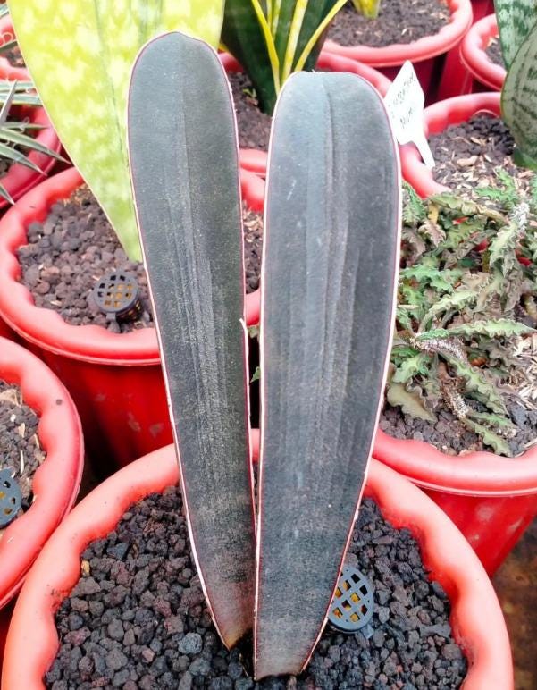 Sansevieria Hallii Pink Bat Rare Uniqe Plant - Etsy