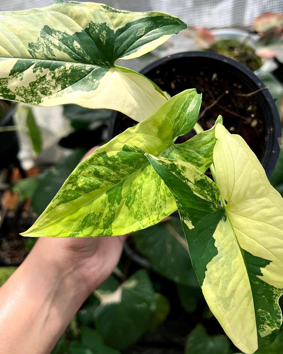 blumenerde compo sana test COMPO SANA Qualitts-Blumenerde kaufen