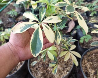 Schefflera arboricola bonte slangenplant - plant voor binnen en buiten aroid tropische kamerplant nieuwe plant
