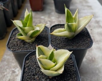 Witbonte slangenplant Sansevieria Andaman - plant voor binnen en buiten aroid tropische kamerplant nieuwe plant