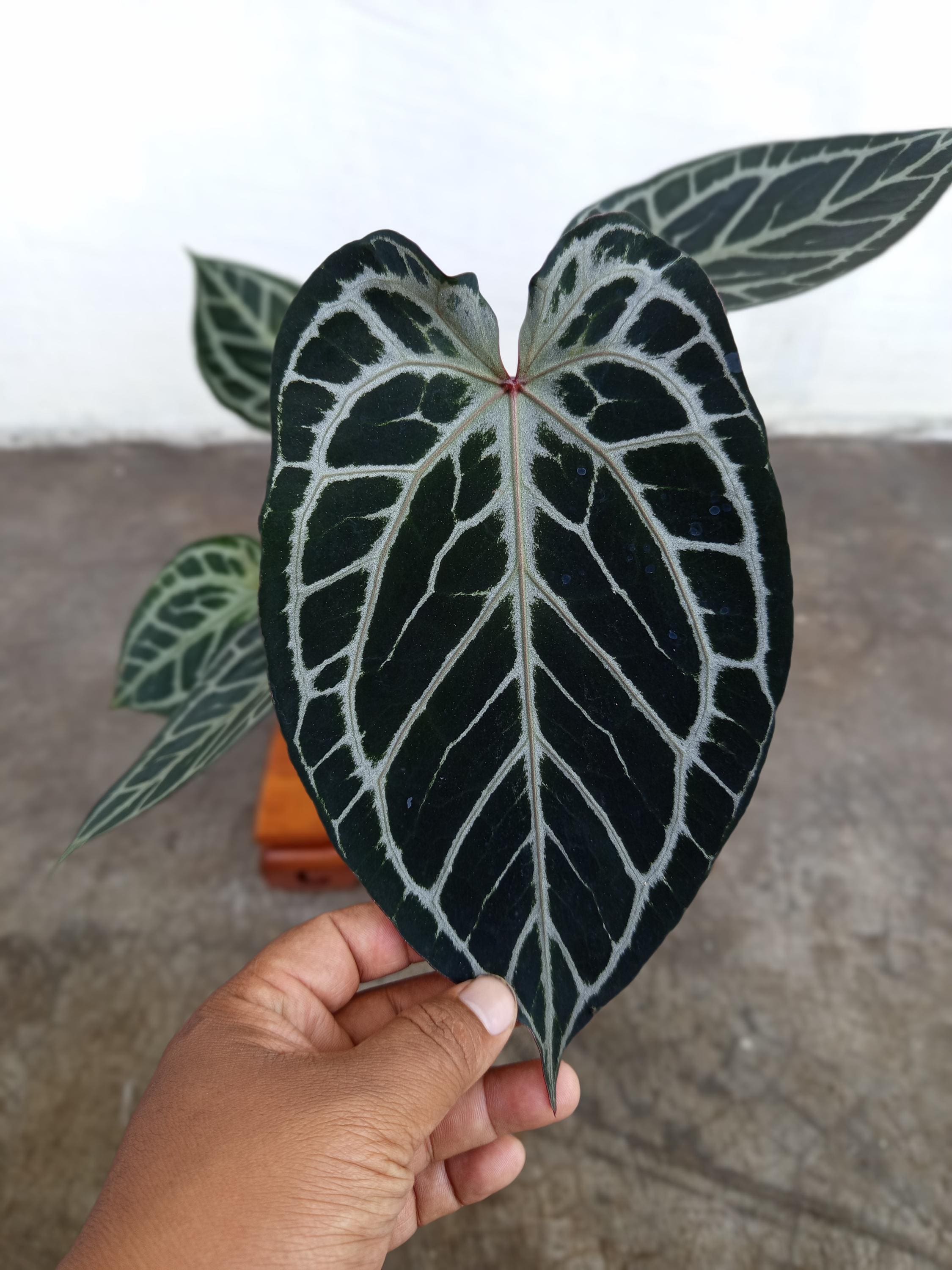 Anthurium king of spades x red crystallinum - Etsy 日本