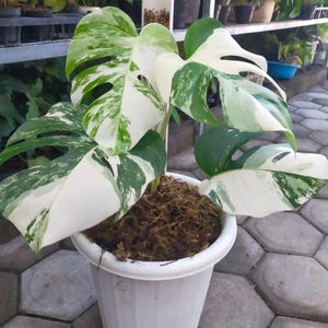 Puede incluir: Una planta de Monstera en maceta con hojas grandes y abigarradas. Las hojas muestran una mezcla de patrones blancos y verdes. La planta está en una maceta de plástico blanco llena de musgo marrón. La planta está al aire libre.