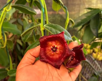 Hoya Gigas beauty hoya- binnen- en buitenplant aroid tropische kamerplant nieuwe plant