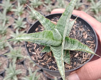 Te koop Sansevieria Hybrid Nogo Geni slangenplant - plant voor binnen en buiten aroid tropische kamerplant nieuwe plant