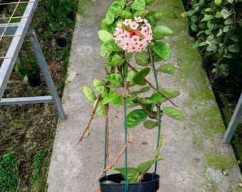 Hoya cornosa clinton - plant voor binnen en buiten aroid tropische kamerplant nieuwe plant