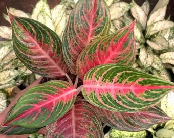 Aglaoneema pink Schönheit Zimmerpflanze Unikat Große Größe selten