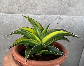 Bonte slangenplant Sansevieria kuku Bima - plant voor binnen en buiten aroid tropische kamerplant nieuwe plant