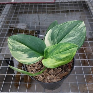 May include: A potted plant with large, variegated leaves in shades of green and cream. The plant is in a black plastic pot filled with wood chips. The leaves have a marbled appearance, with sections of solid green and creamy white.