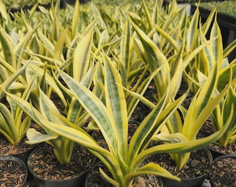 Sansevieria Trifasciata amarilla Thirve rara Planta serpiente única