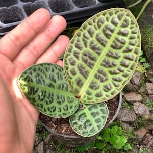 Labisia Turtle Black Small size