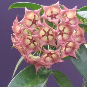 Hoya archboldiana - Etsy 日本