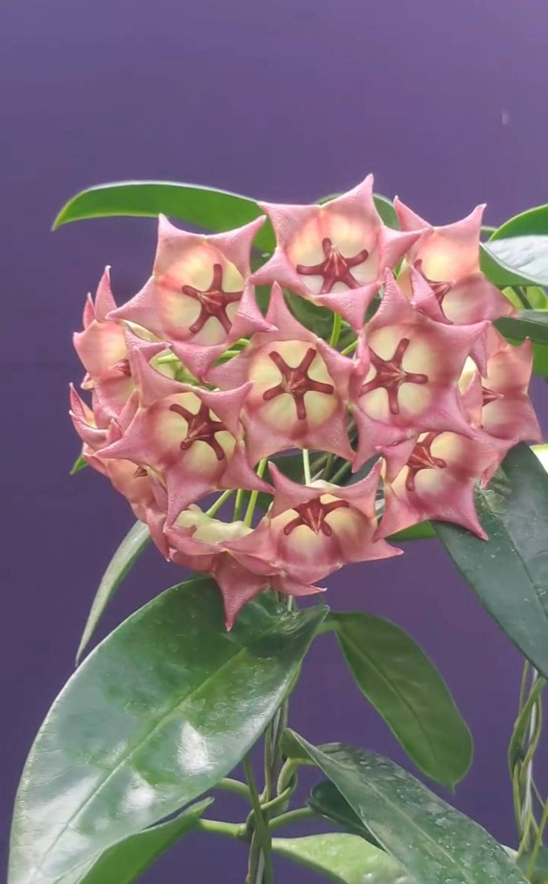 Hoya archboldiana - Etsy 日本