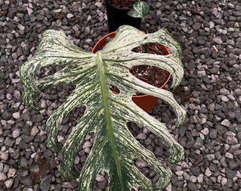 Monstera devil 1 blad plant voor binnen en buiten aroid tropische kamerplant nieuwe plant