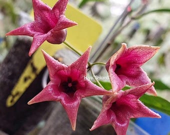 Hoya Srikandi, planta de interior y exterior, aroide, planta tropical de interior, nueva planta de gran tamaño.