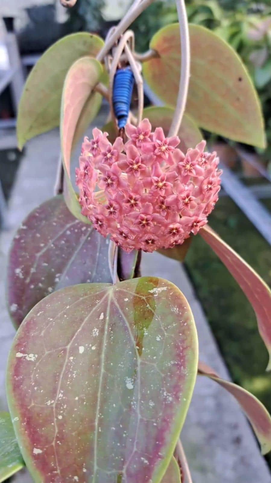 その他観葉植物 Hoya Glabra Alex Hoya glabra - Etsy 日本