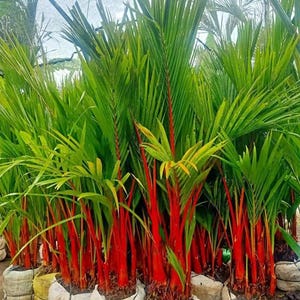 May include: A collection of potted palm trees with vibrant red trunks and bright green fronds. The palms are in white and yellow burlap sacks, creating a striking contrast of colors. The image showcases a lush, tropical plant nursery.