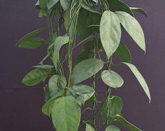 Hoya coriacea zilver plant voor binnen en buiten aroid tropische kamerplant nieuwe plant