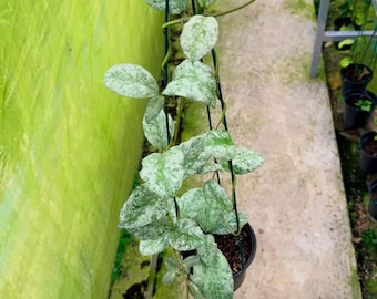 Hoya waymaniae cludysky - plant voor binnen en buiten aroid tropische kamerplant nieuwe plant