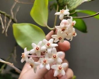 Hoya Minahassae Red Sp Sulawesi