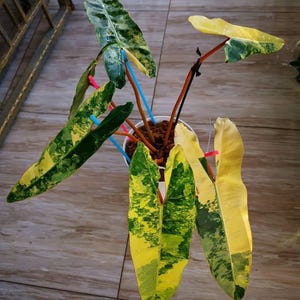 Philodendron Billietiea Variegated Rare Plant