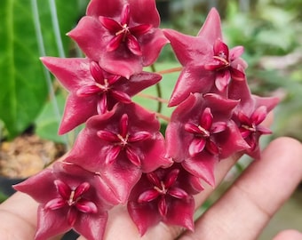 Hoya Megalaster Ubiyau weelderige bladeren