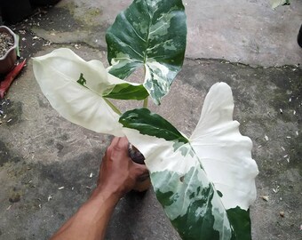 Alocasia macrorrhiza bonte slangenplant - plant voor binnen en buiten aroid tropische kamerplant nieuwe plant