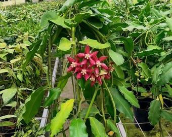 Hoya Imperialis - plant voor binnen en buiten aroid tropische kamerplant nieuwe plant