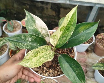 Aglaonema Siam Jade bonte, zeldzame sierplant
