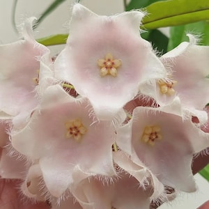 Hoya patella - Etsy 日本