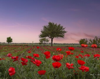 Red Poppies at Sunset