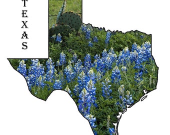 Texas Bluebonnet & Cactus Outline