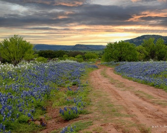 Red Road With Bluebonnets at Sunrise