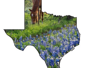 Texas Bluebonnet & Horse Outline