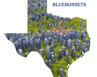 Texas Bluebonnet Outline