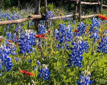 Field of Bluebonnets and Wildflowers on Wooden Fence-line