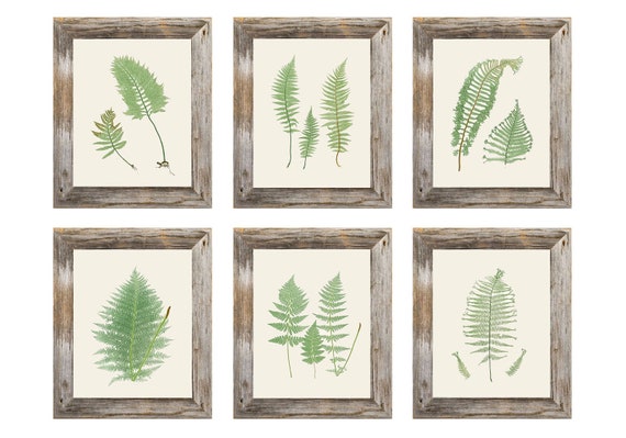 Items similar to Set of 6 Fern Botanical Prints - 8x10 on Etsy